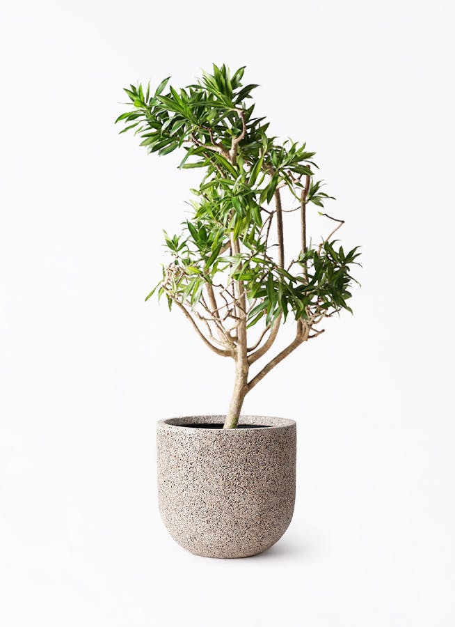 ソングオブジャマイカ　幹極太　陶器鉢付き ドラセナ ソング オブ ジャマイカ 8号 | 観葉植物 | インテリアや