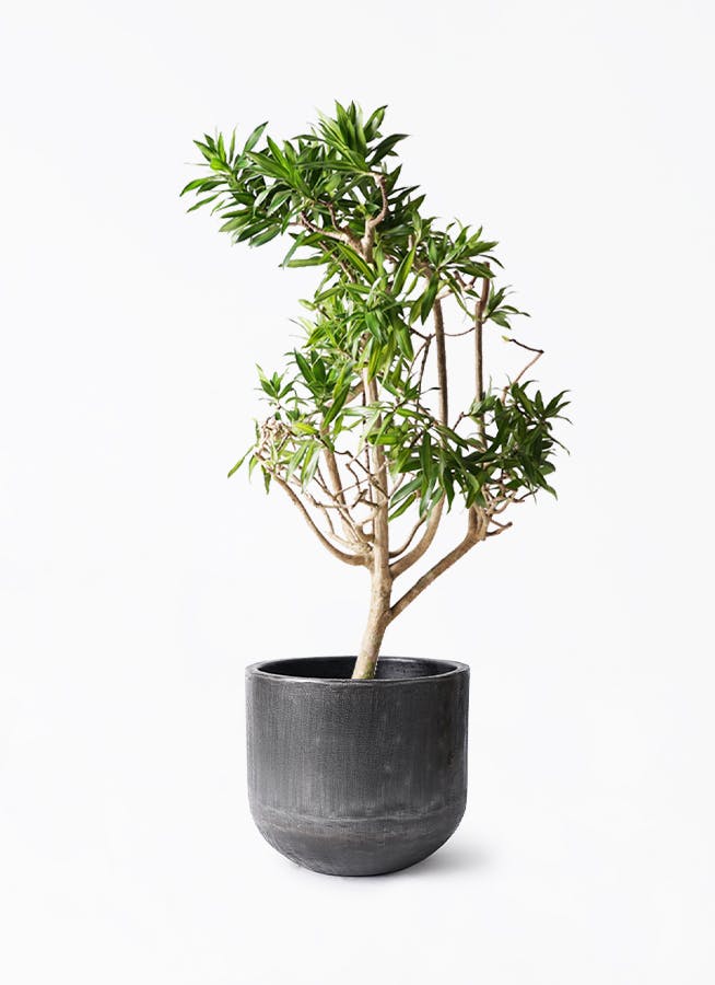 ドラセナ ソング オブ ジャマイカ 8号 | 観葉植物 | インテリア