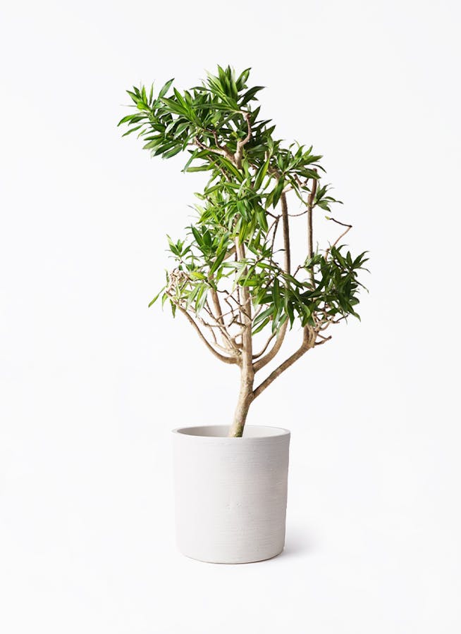 ドラセナ ソング オブ ジャマイカ | 観葉植物 | インテリアやギフトに