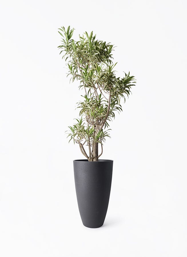 ドラセナ ソング オブ インディア | 観葉植物通販HitoHana(ひとはな)