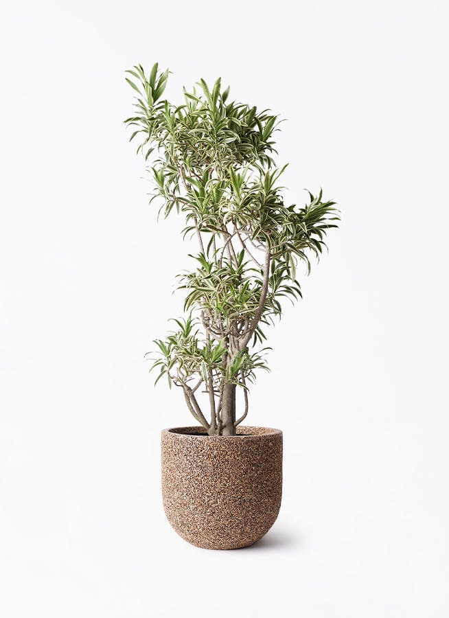 ドラセナ ソング オブ インディア | 観葉植物通販HitoHana(ひとはな)