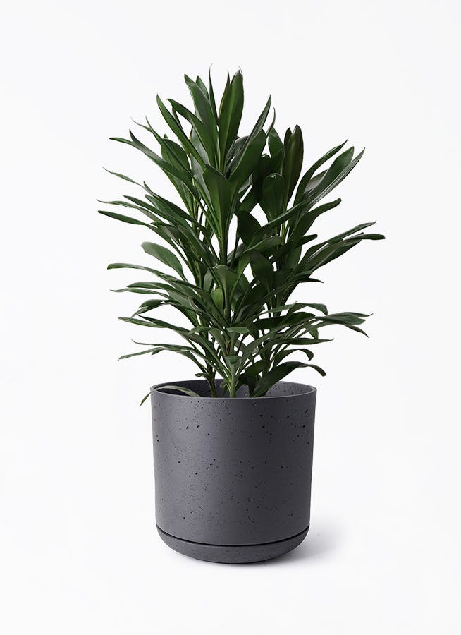 ドラセナ グローカル | 観葉植物通販HitoHana(ひとはな)