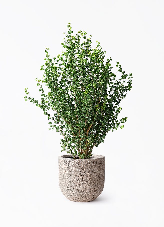 フィカス ベンジャミン バロック | 観葉植物ならHitoHana(ひとはな) フィカス ベンジャミン バロック | 観葉植物ならHitoHana(ひとはな)