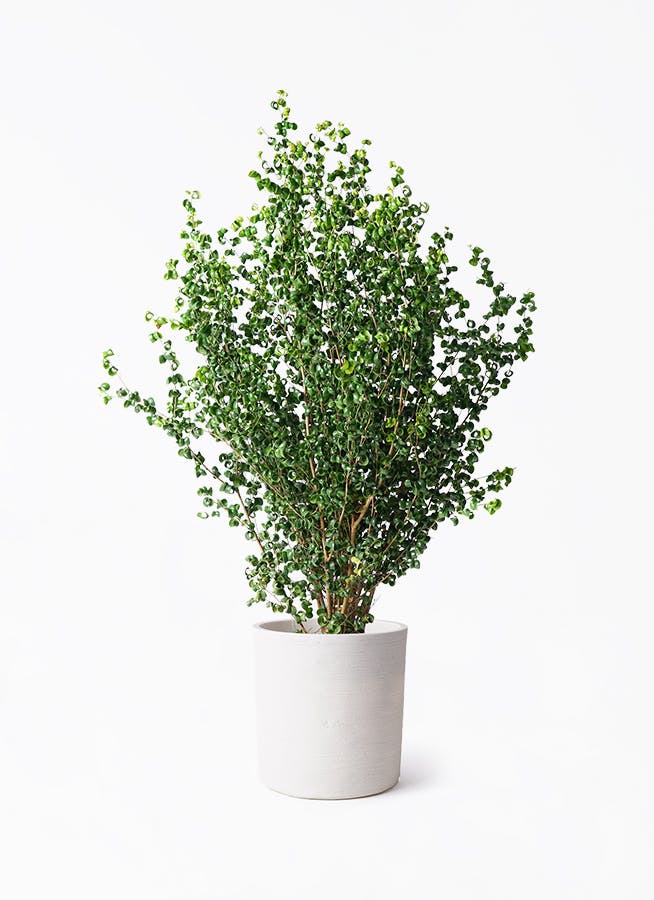 フィカスベンジャミン観葉植物　8号 観葉植物 フィカス ベンジャミン 8号 バロック ソンク シリンダー