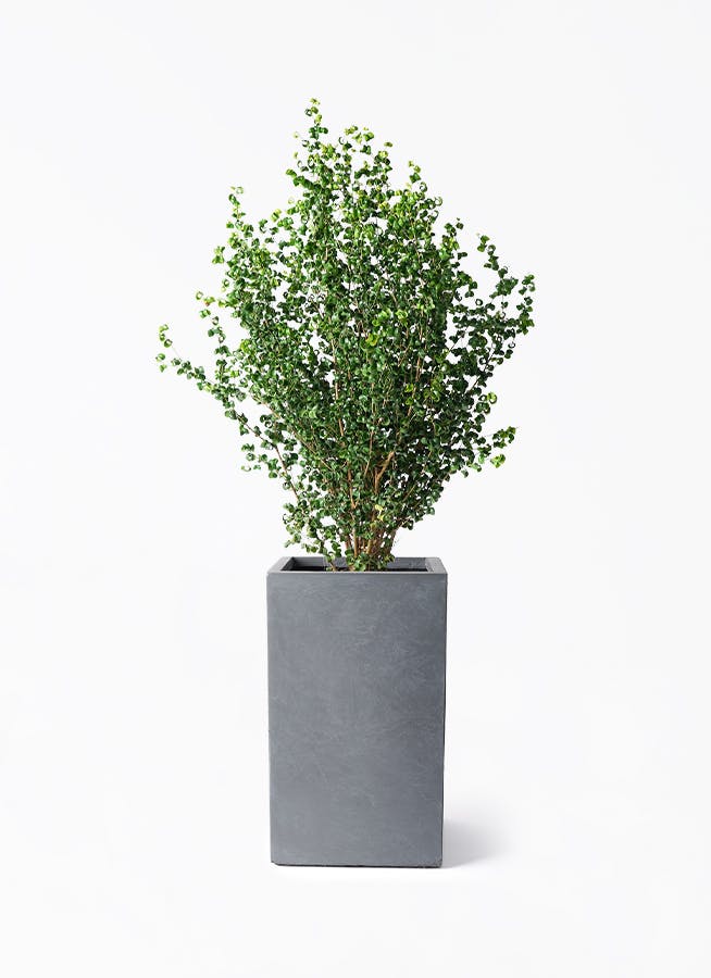 フィカス・ベンジャミンバロック　140cm程　8本立ち【大株】 フィカス・ベンジャミン・バロック 8号 | 観葉植物の通販 AND PLANTS