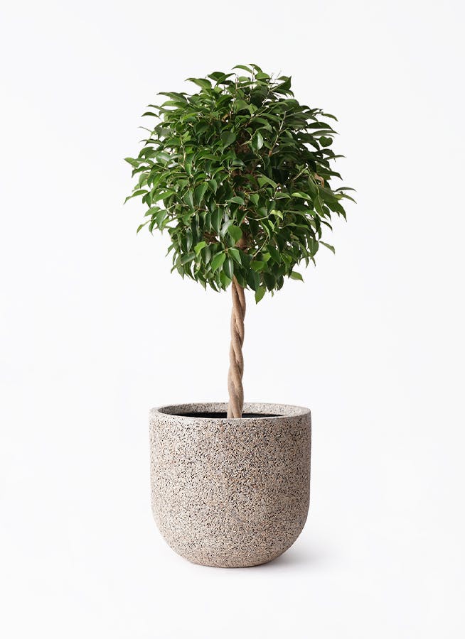 観葉植物　ファカスベンジャミン　大型　ファカス　ガジュマル　シェフレラ　 フィカス ベンジャミン | 観葉植物の通販ならHitoHana