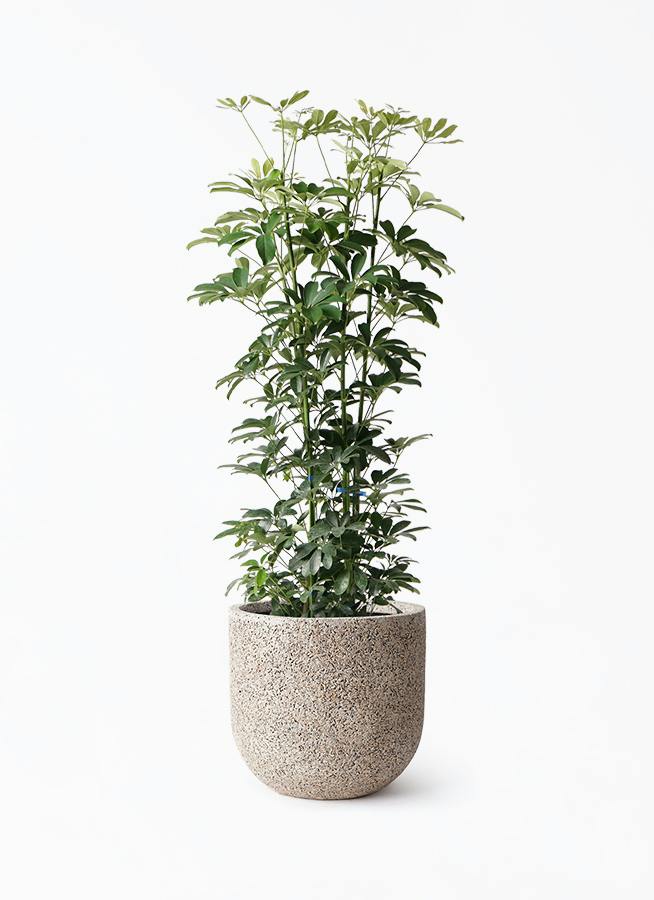 シェフレラ　130cm 8号 花屋店舗管理品！ シェフレラ（カポック） 8号 | 観葉植物の通販ならHitoHana（ひとはな）