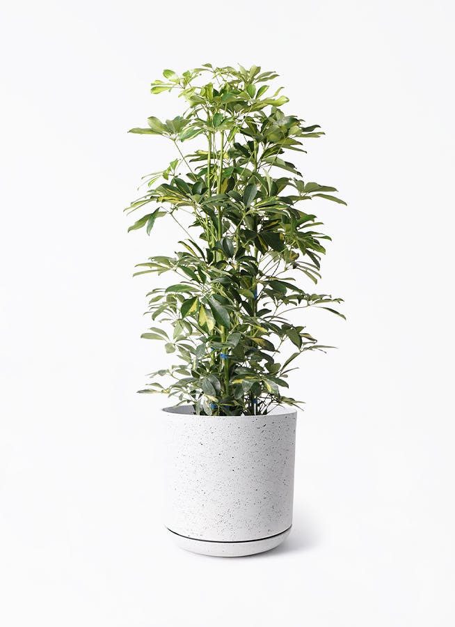 その他観葉植物 Nao ds588522.jpg