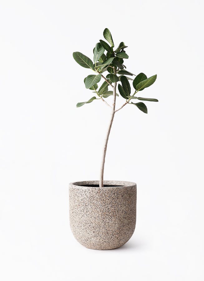 極太曲がりのベンガレンシス　8号 142センチ　現品 極太曲がりのベンガレンシス 8号 142センチ 現品 フィカス