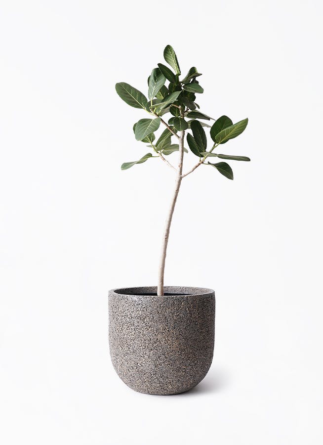 フィカス ベンガレンシス 8号 | 観葉植物通販 Hitohana（ひとはな）