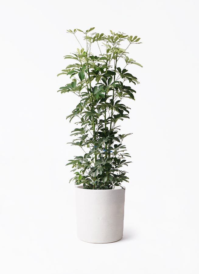 シェフレラ ブラッサイア アンブレラツリー 観葉植物 室内 大型