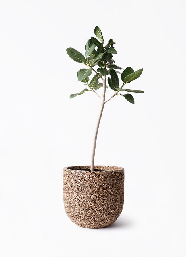 フィカス ベンガレンシス 8号 | 観葉植物通販 Hitohana（ひとはな）