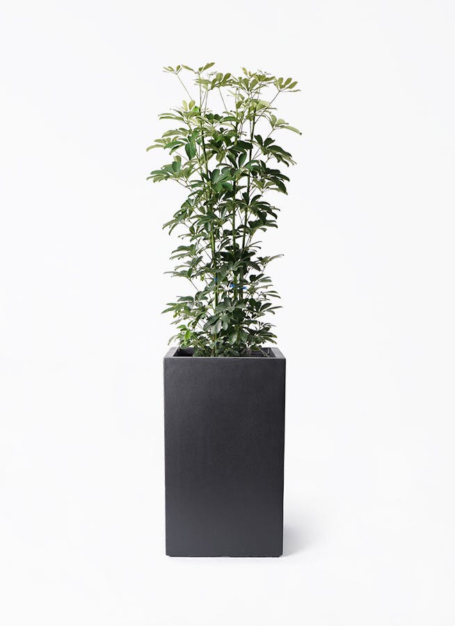 極太！観葉植物 シェフレラ ホンコンカポック 8号鉢 100センチ 希少