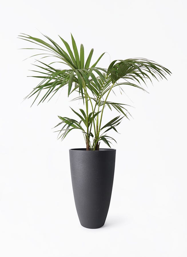 ケンチャヤシ 8号 | 観葉植物の通販ならHitoHana（ひとはな）