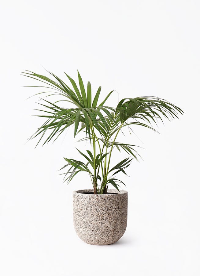 ケンチャヤシ 8号 | 観葉植物の通販ならHitoHana（ひとはな）