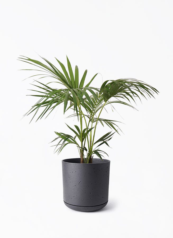 ケンチャヤシ 8号 | 観葉植物の通販ならHitoHana（ひとはな）