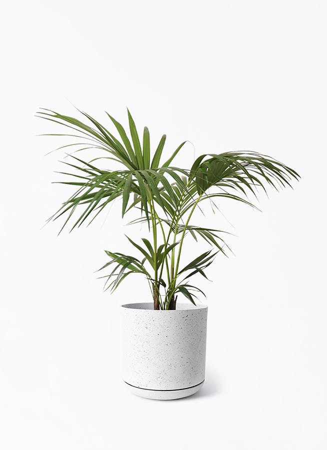 その他観葉植物 Nao ds588522.jpg