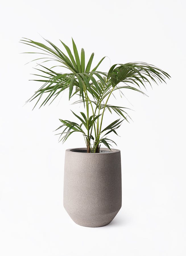 ケンチャヤシ 8号 | 観葉植物の通販ならHitoHana（ひとはな）