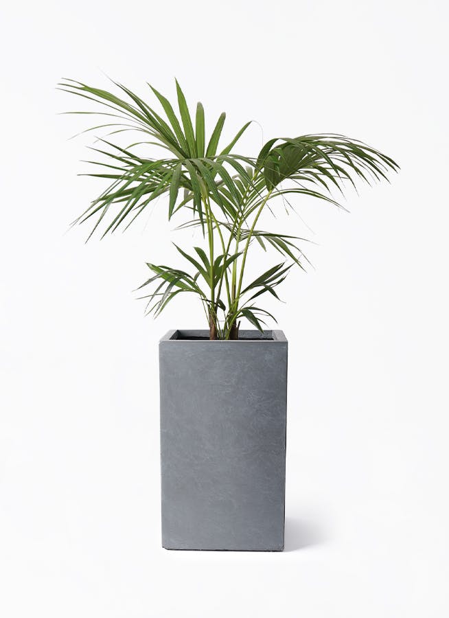 ケンチャヤシ 8号 | 観葉植物の通販ならHitoHana（ひとはな）