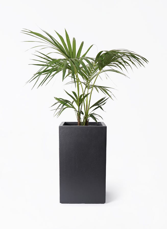 ケンチャヤシ 8号 | 観葉植物の通販ならHitoHana（ひとはな）