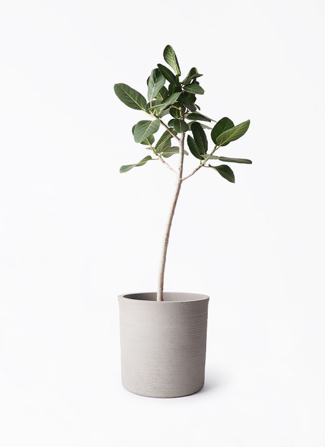 フィカス ベンガレンシス 8号 | 観葉植物通販 Hitohana（ひとはな）