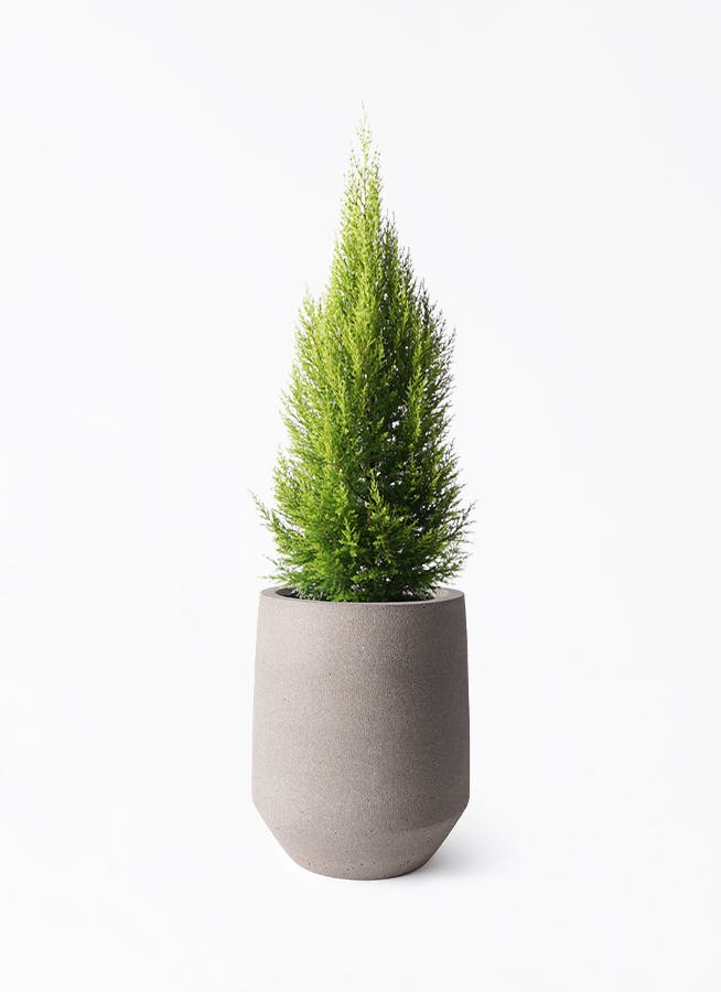 高さ１５０㎝のゴールドクレスト【八号鉢】 人工観葉植物ゴールドクレスト 高さ150cm 通販 - ディノス
