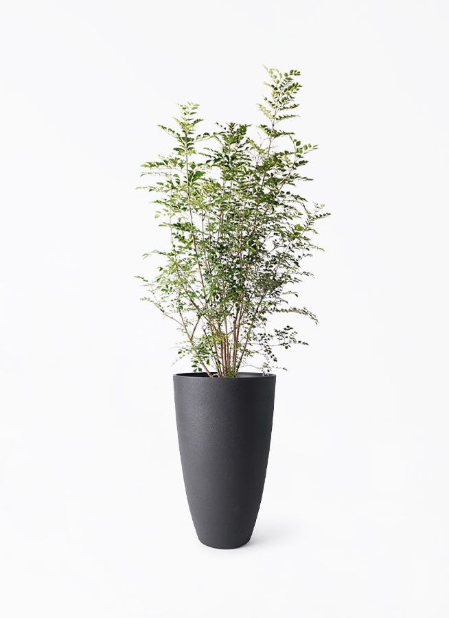 観葉植物 シマトネリコ 8号 フォレストトール ブラック 付き | 観葉