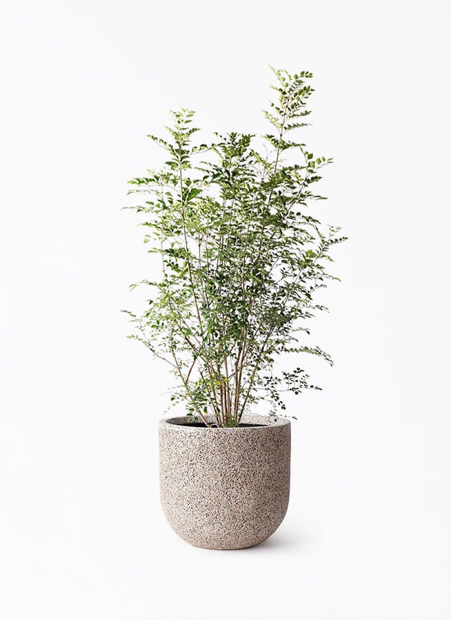 シマトネリコ 8号 | 観葉植物 | 送料無料でお届け - Hitohana