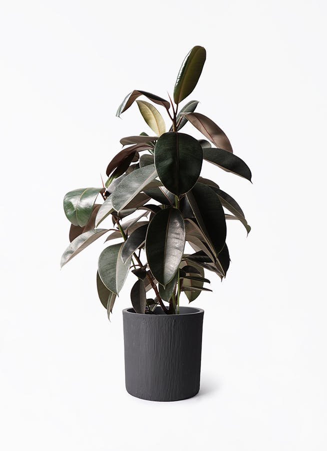 フィカス バーガンディ | 観葉植物の通販ならHitoHana（ひとはな）