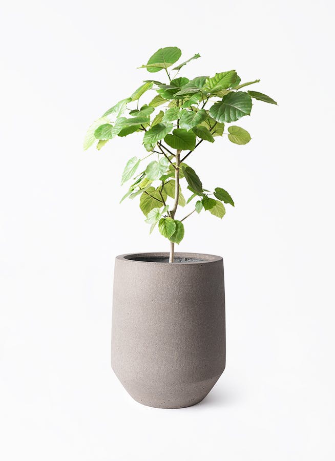 ウンベラータ 8号 | 観葉植物の通販ならHitoHana（ひとはな）