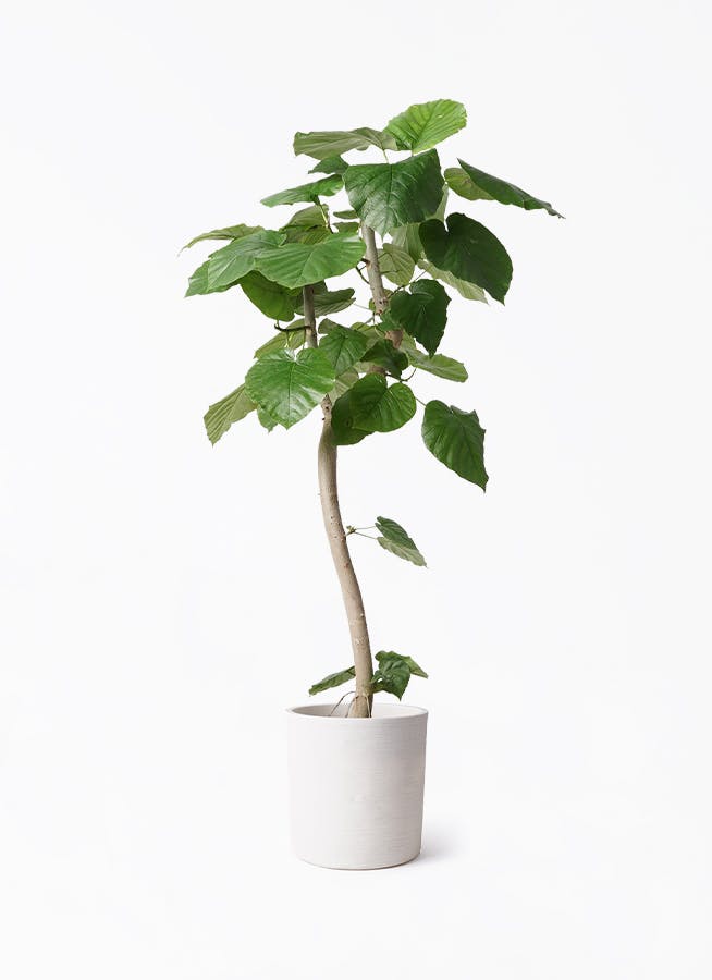 【あす楽対応】 観葉植物 フィカス ウンベラータ 8号 曲り ソンク シリンダー フィカス