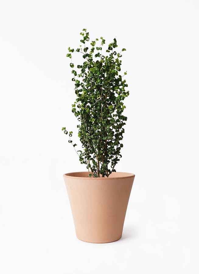 フィカス ベンジャミン バロック | 観葉植物ならHitoHana（ひとはな）