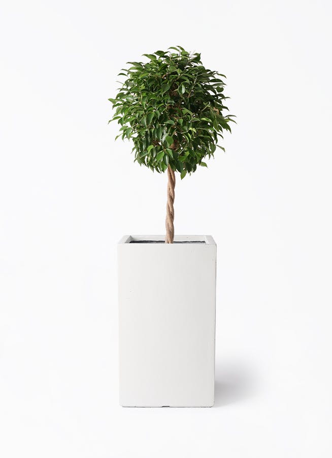 フィカス ベンジャミン 8号 | 観葉植物 | インテリアやギフトに
