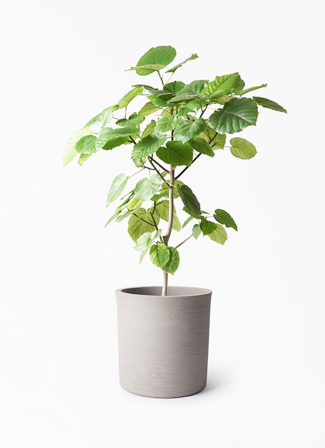 ウンベラータ 8号 | 観葉植物の通販ならHitoHana（ひとはな）