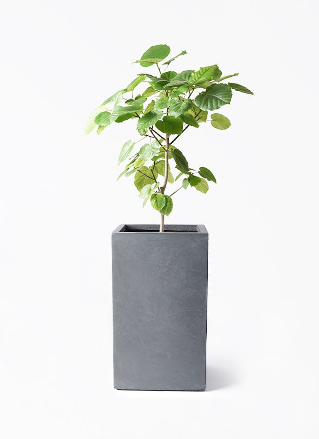 ウンベラータ 8号 | 観葉植物の通販ならHitoHana（ひとはな）