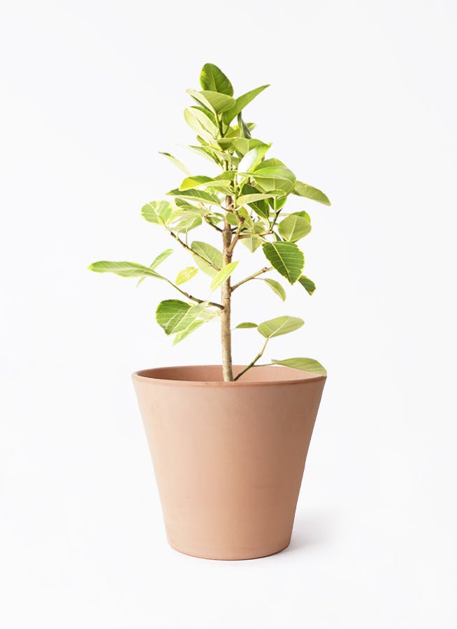 観葉植物 フィカス アルテシーマ 7号 ストレート エトナ アリーナ 付き 