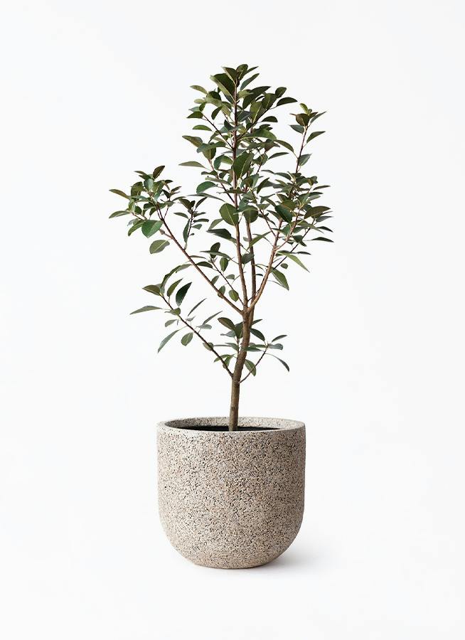 フランスゴムの木 8号 | 観葉植物 | 送料無料でお届け - Hitohana