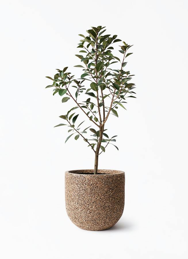フランスゴムの木 | 観葉植物の通販ならHitoHana（ひとはな）