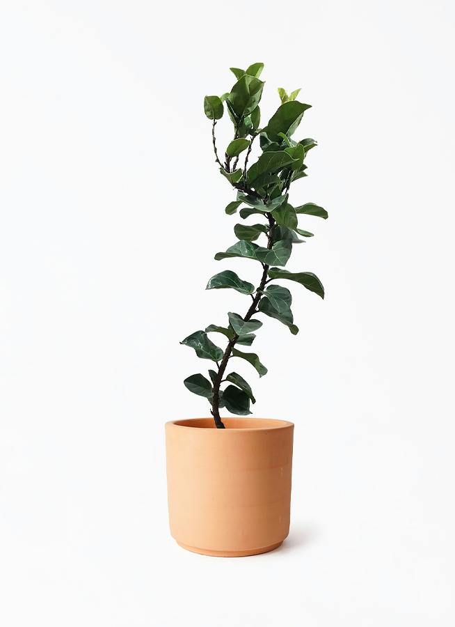 観葉植物 カシワバゴム バンビーノ 8号 曲がり インティ シリンダー