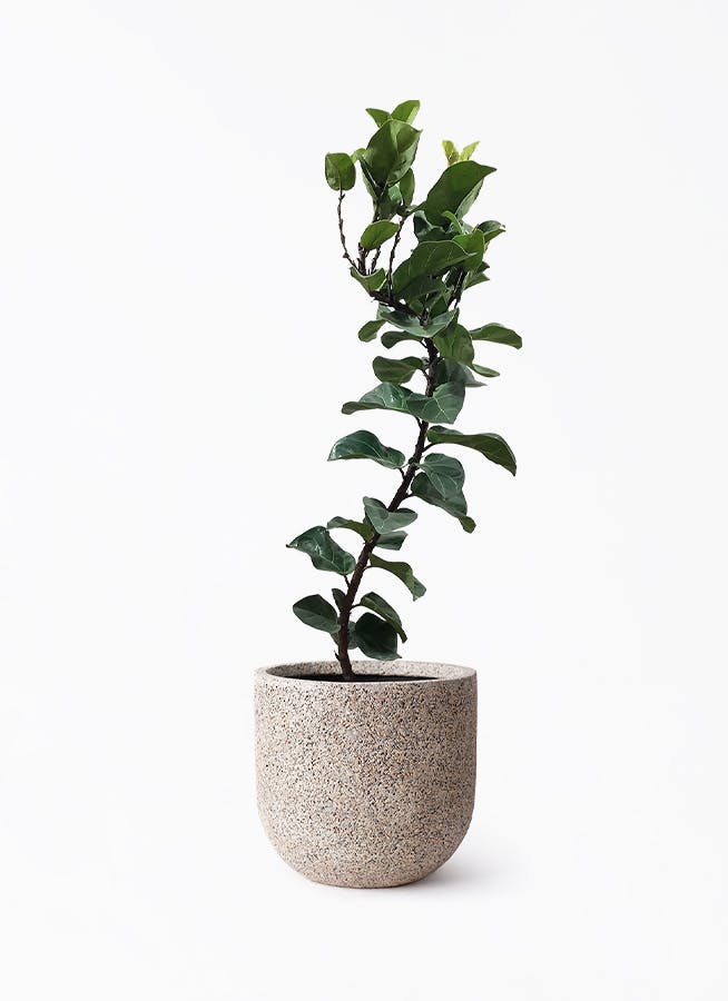 カシワバゴムの木 バンビーノ | 観葉植物通販HitoHana(ひとはな)