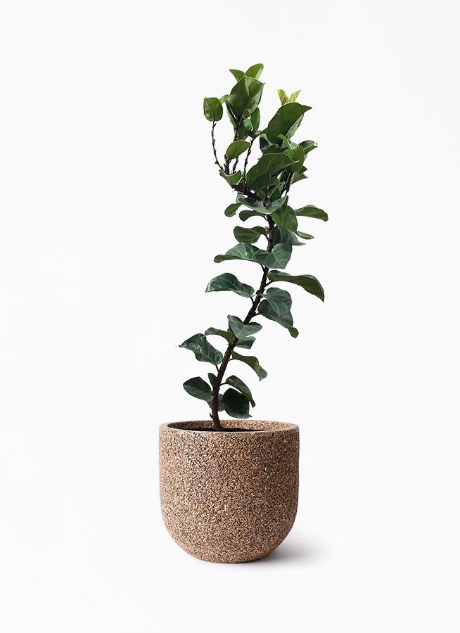 カシワバゴムの木 バンビーノ 曲がり | 観葉植物通販 HitoHana(ひとはな)