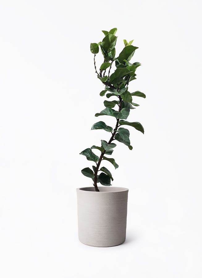 カシワバゴムの木 バンビーノ 曲がり | 観葉植物通販 HitoHana(ひとはな)