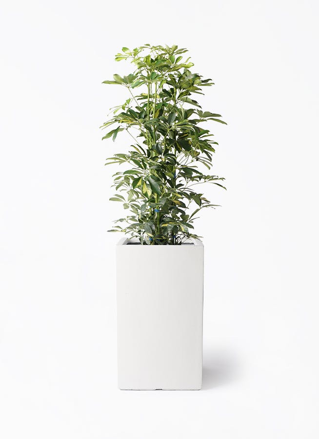 シェフレラ・カポック 白鉢 シェフレラ ホンコンカポック 斑入り 白陶器鉢 4号 ベラボン