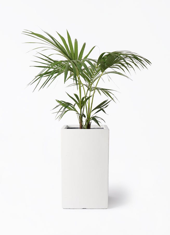 ケンチャヤシ 8号 | 観葉植物の通販ならHitoHana（ひとはな）