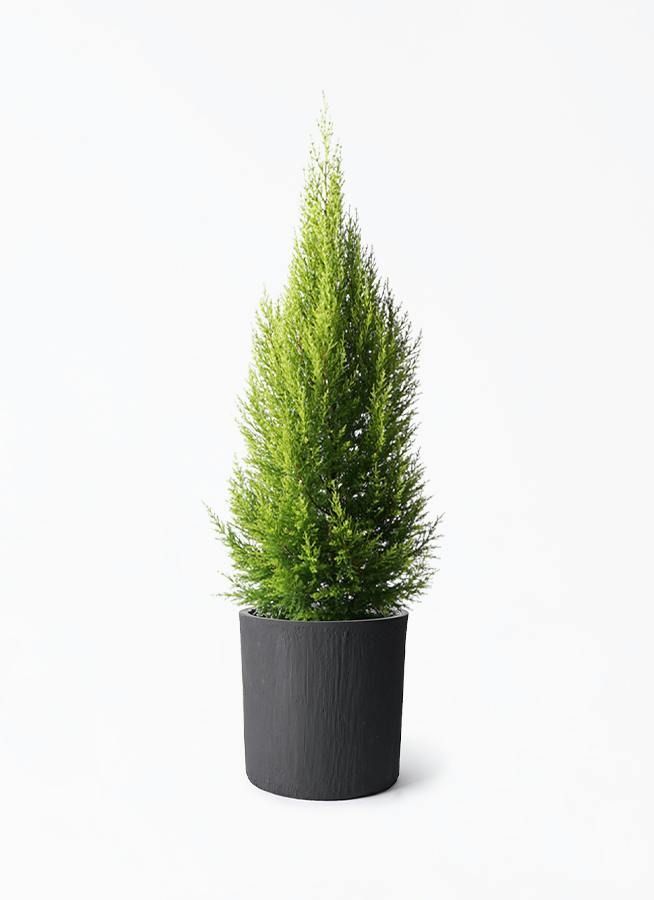 ゴールドクレスト 8号 | 観葉植物通販HitoHana(ひとはな)
