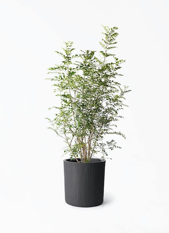 シマトネリコ 8号 | 観葉植物 | 送料無料でお届け - Hitohana（ひとはな）