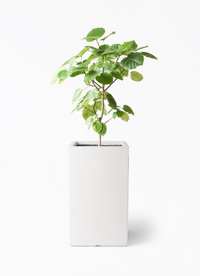 ウンベラータ 8号 | 観葉植物の通販ならHitoHana（ひとはな）