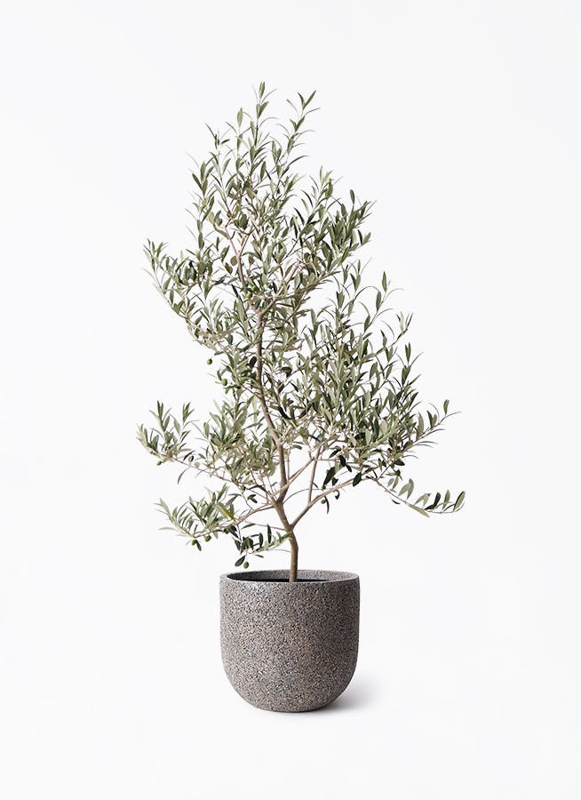 オリーブの木 アルベキーナ | 観葉植物 | 送料無料でお届け