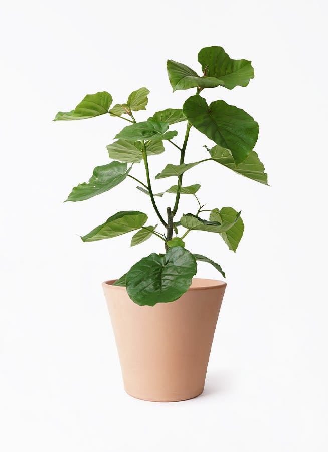 フィカス ウンベラータ 7号 | 観葉植物の通販ならHitoHana（ひと