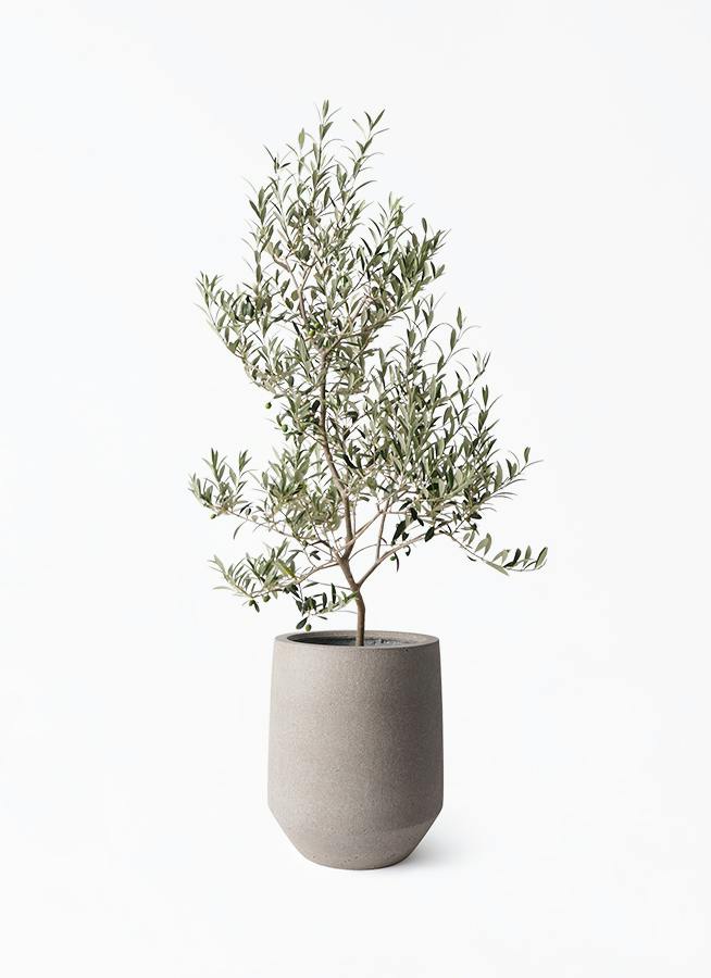 観葉植物 オリーブの木 8号 アルベキーナ パボ トール アースブラウン